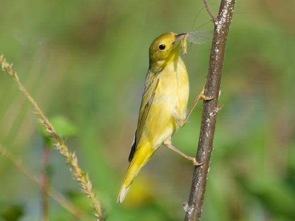 <h3><a href="/trips/costa-rica/biota/animalia/chordata/aves/040 passeriformes/122 parulidae/setophaga aestiva/setophaga aestiva-nl.html">Setophaga&nbsp;aestiva</a> / American&nbsp;yellow&nbsp;warbler / Gele&nbsp;zanger</h3>OM-1 Mark II met M.300mm F4.0 + MC-14, 1/2000 sec  bij F5.6, ISO 640, afstand 11.5&nbsp;m